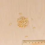 Potagères - Melon Charentais - MEDIA_3D